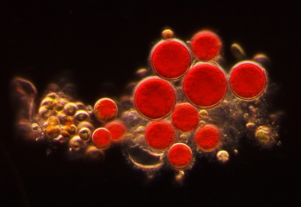 Rosso di primavera [Haematococcus pluvialis]